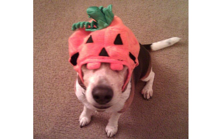 a dog with a Jack-o’-Lantern hat on
